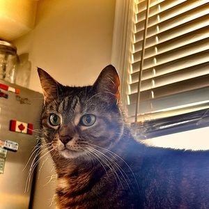 Meet your Posher, Britney